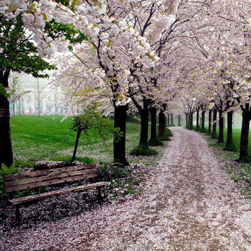 Весна в парке Спенсера Смита, Онтарио, Канада