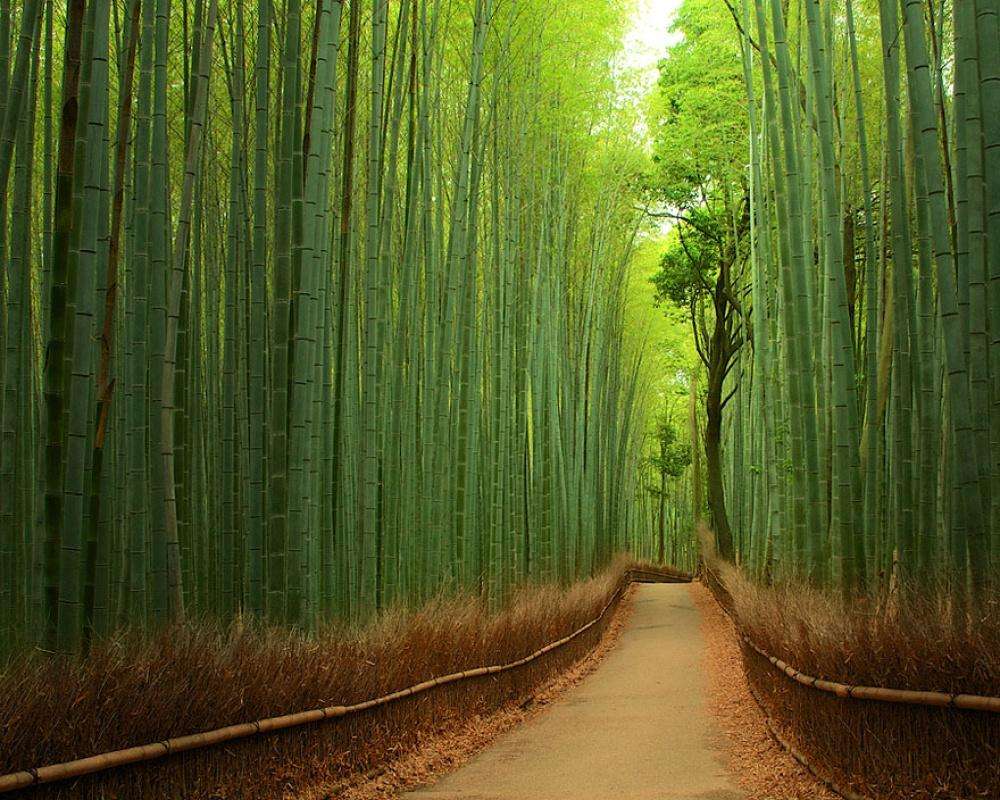 Бамбуковый парк в Киото, Япония