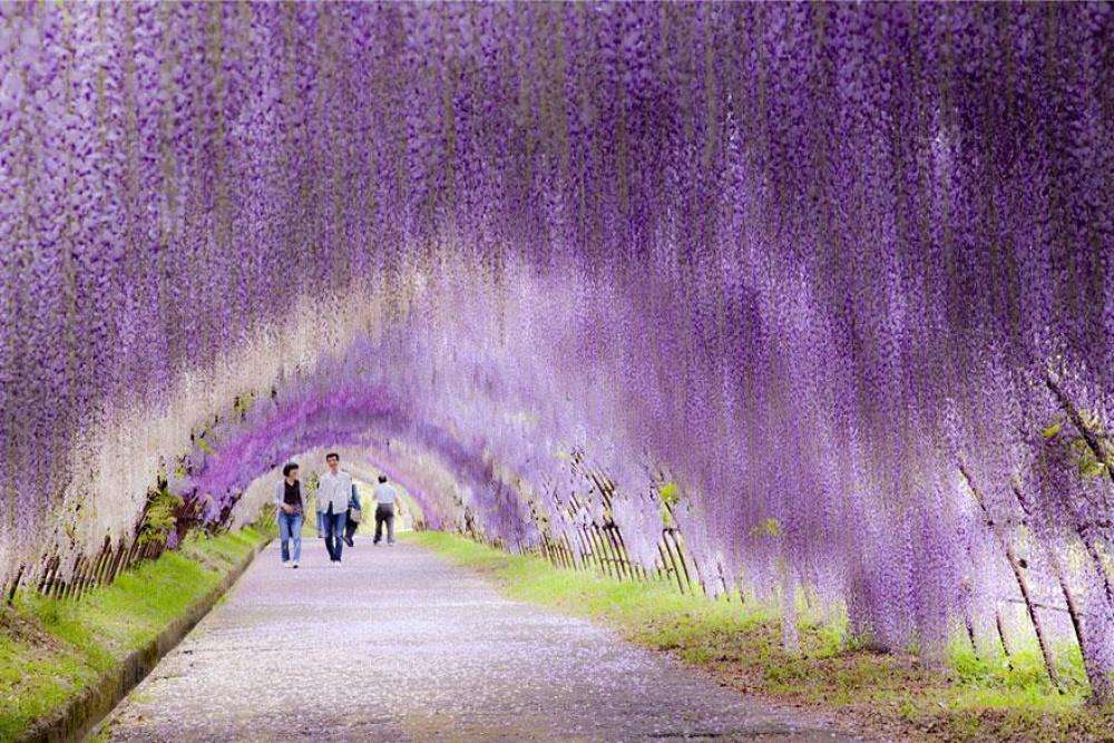  Тоннель из цветущей глицинии, Япония