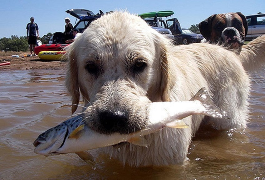 Видео: Собака с золотым сердцем пытается спасти жизнь рыбам