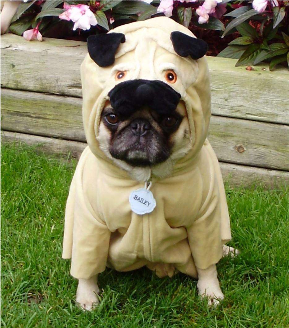 Pug-Costume-funny-pugs