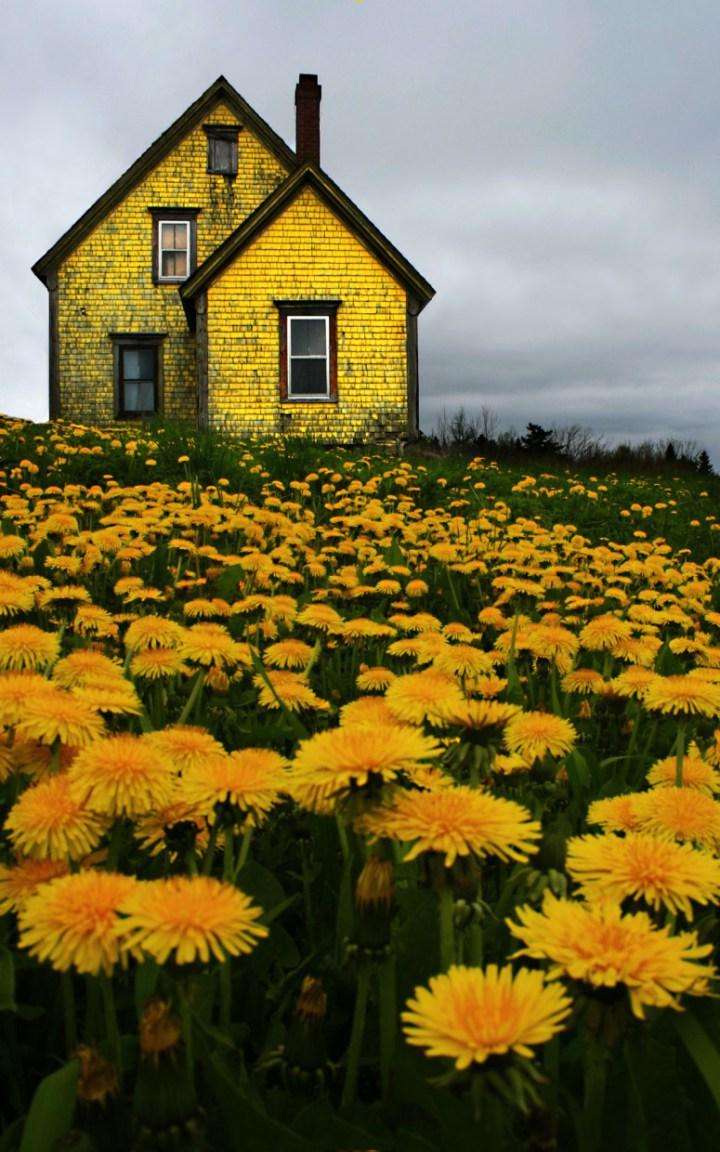 Заброшенный желтый дом в Новой Шотландии