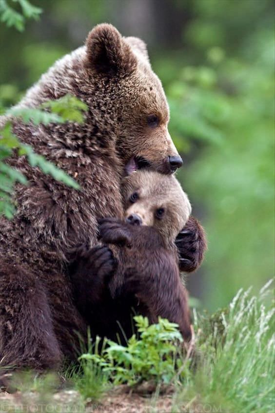 37 медведей, пытающихся вести себя как люди, всё равно оставаясь обаятельными и забавными