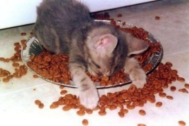 cat-in-food