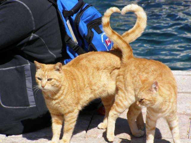 Удачный кадр cat-tails-heart