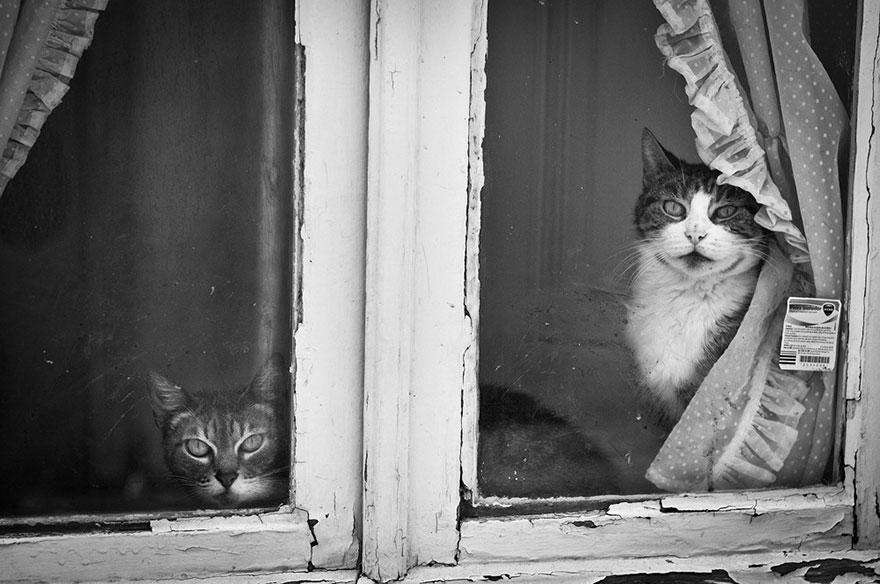 cat-waiting-window-14