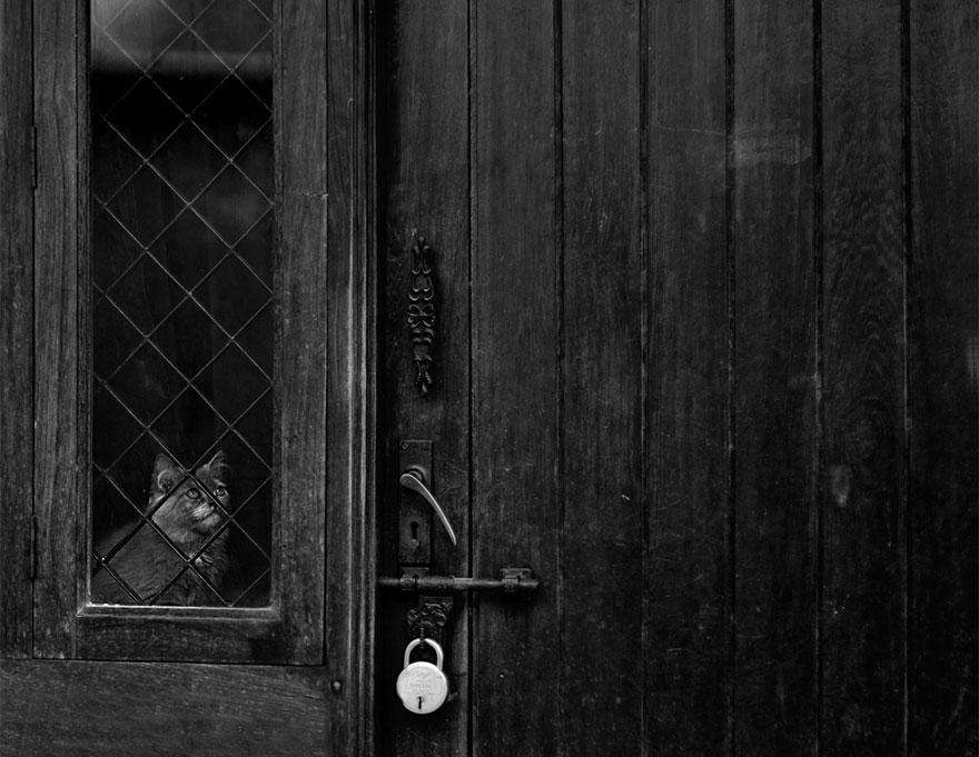 cat-waiting-window-15