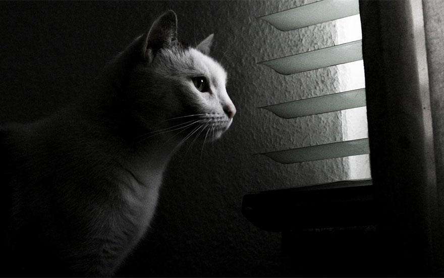 cat-waiting-window-3