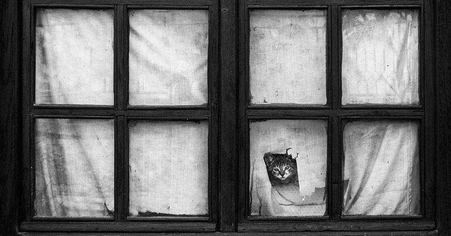 cat-waiting-window-32