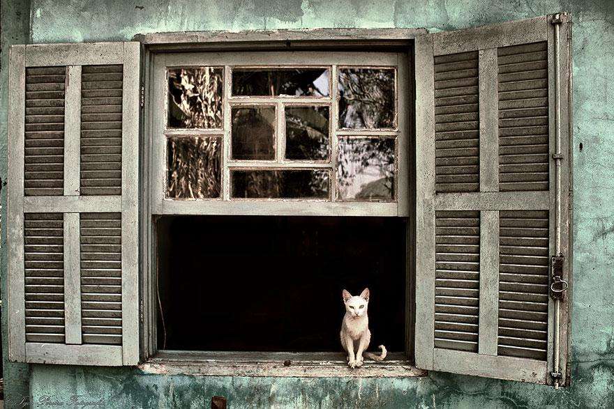 cat-waiting-window-34