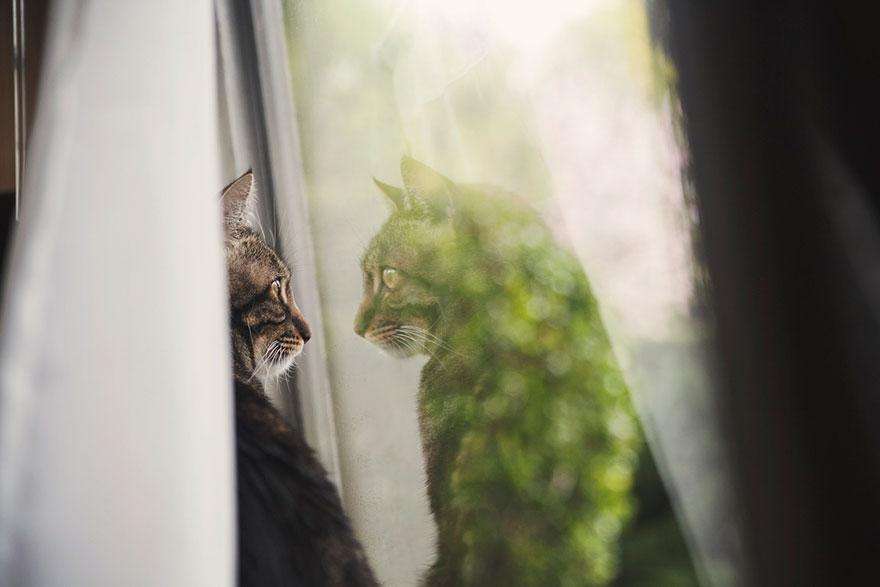 cat-waiting-window-43