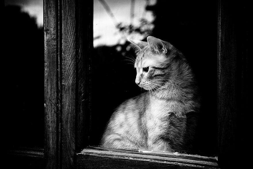 cat-waiting-window-44