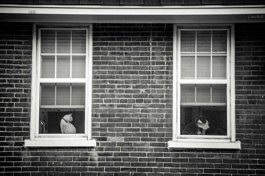 cat-waiting-window-48