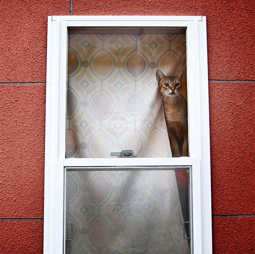 cat-waiting-window-5