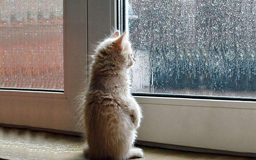 cat-waiting-window 31 кот в окне