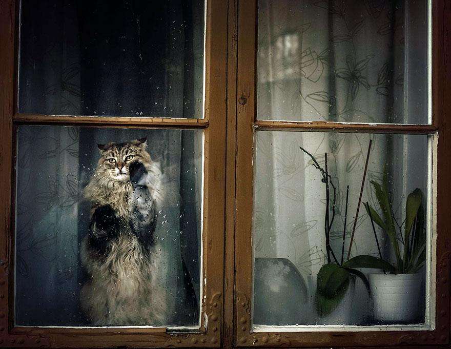cat-waiting-window-7