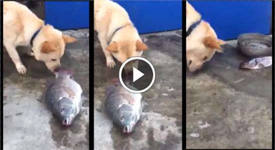 Это одно из лучших видео о добре: собака спасает рыбу