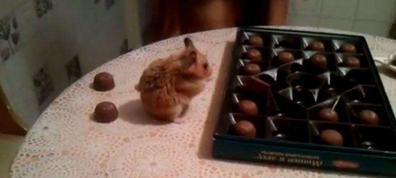 Видео: хомяк с конфетами аккуратно убирает их в коробку