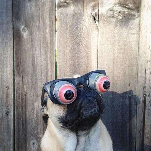 pug-wearing-funny-glasses
