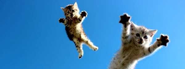 подборка фото летающих кошек