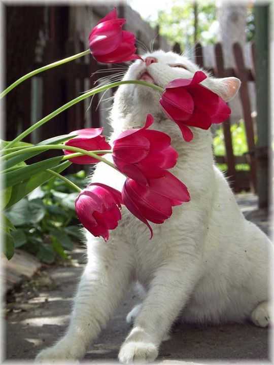 Котики - цветы жизни. Осторожно, возможна передозировка милотой и мимишностью