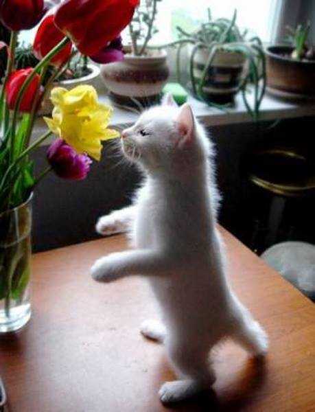 Котики - цветы жизни. Осторожно, возможна передозировка милотой и мимишностью