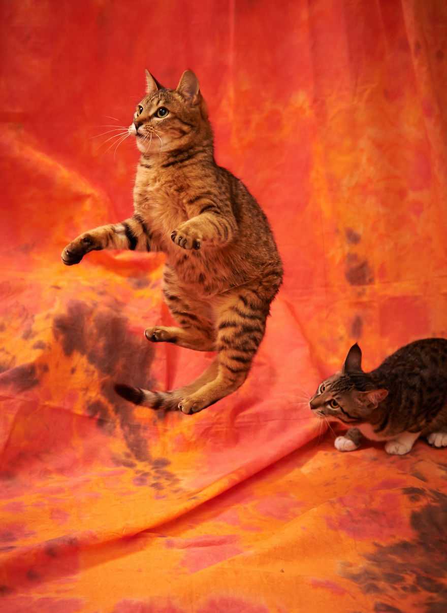 35 играющих кошек, грациозно прыгающих словно ниндзя