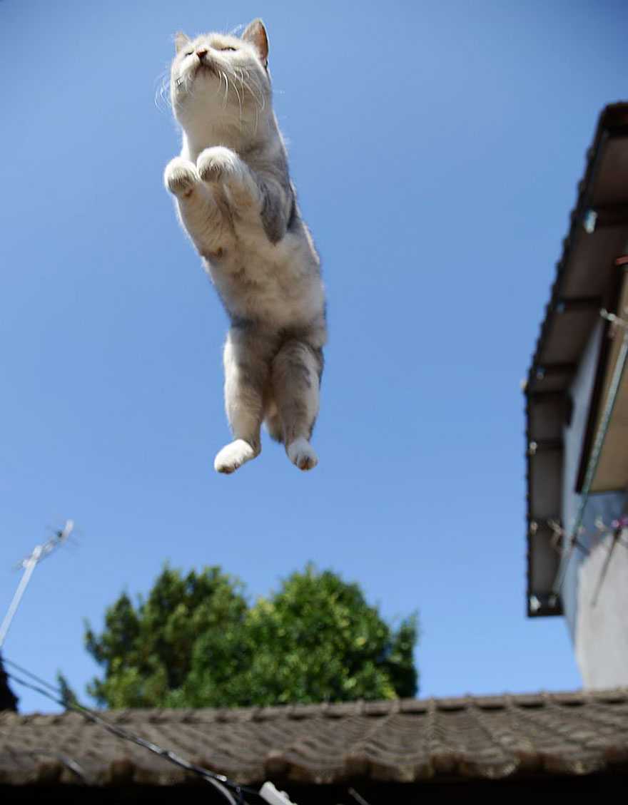 35 играющих кошек, грациозно прыгающих словно ниндзя