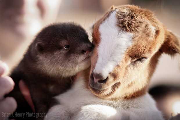 30 невероятных историй о дружбе между совершенно разными видами животных