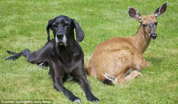 30 невероятных историй о дружбе между совершенно разными видами животных