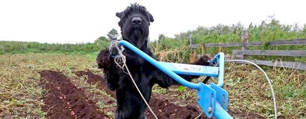 Собака-помогака из Омской области собирает картошку и набирает воду для своего хозяина