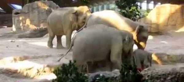 Видео о человеческом поступке слонов в зоопарке Цюриха