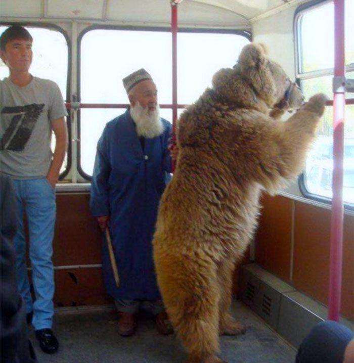 Иллюстрированная история о непреодолимом стремлении медведей бродить по улицам российских городов