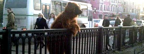 В России медведи по улицам бродят