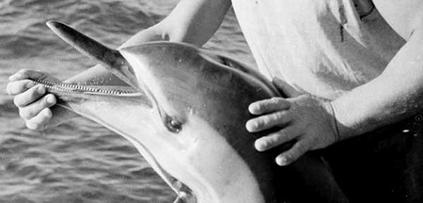 После войны в СССР ловили дельфинов для еды
