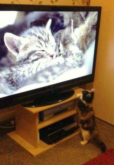 котик смотрит телевизор 15