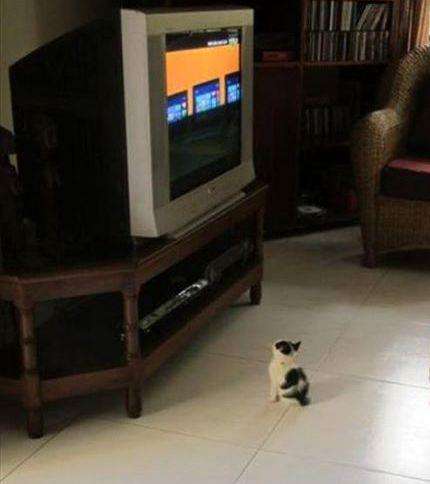 котик смотрит телевизор 14