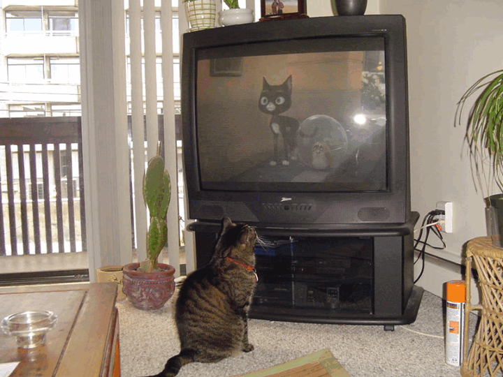 котик смотрит телевизор 7