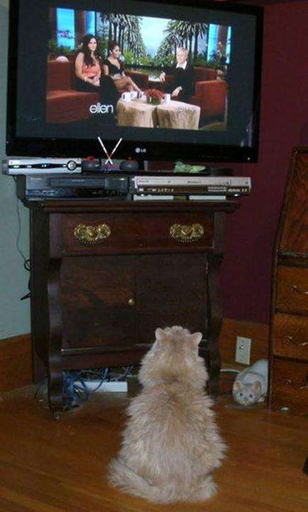 котик смотрит телевизор 5