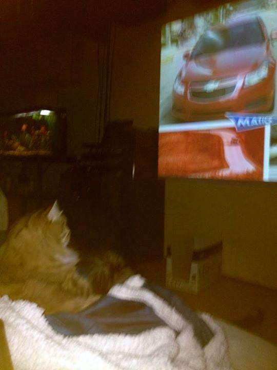 котик смотрит телевизор 3