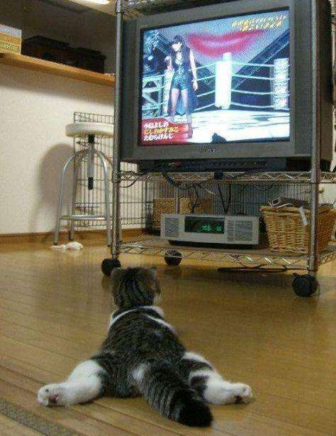 котик смотрит телевизор 2