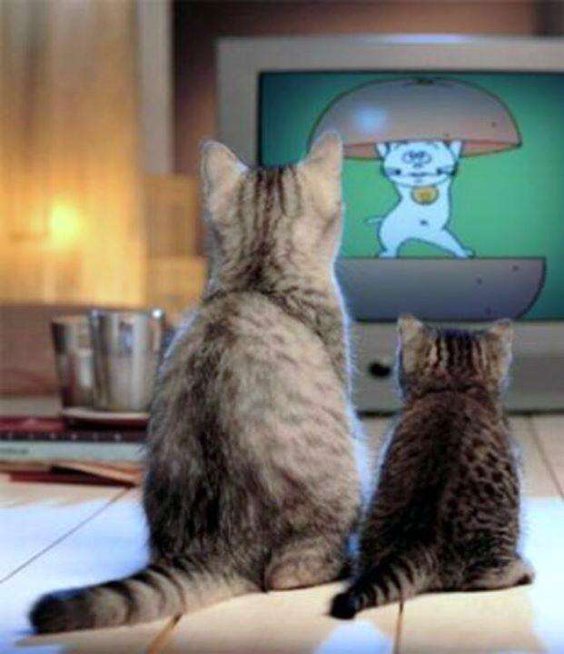 котик смотрит телевизор 16