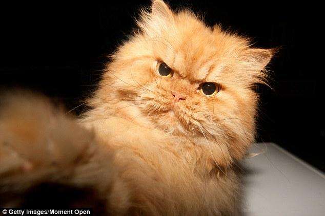 Новый Grumpy Cat? Встречайте Гарфи - самый злой кот на планете Земля