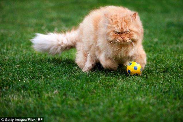 Persian_cat_with_ball
