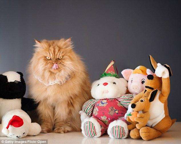 Persian_cat_with_toys
