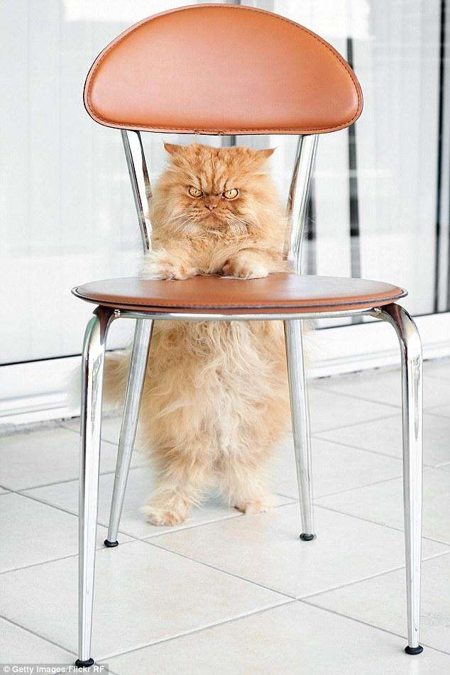 Persian_cat_behind_chair