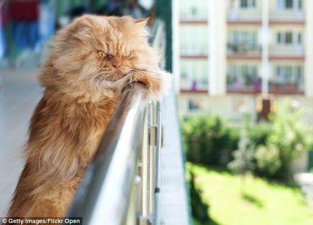 Persian_cat_on_balcony