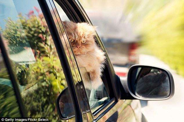 Persian_cat_in_car