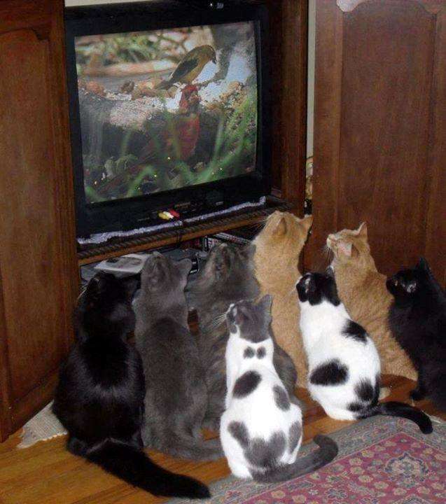 котик смотрит телевизор 13