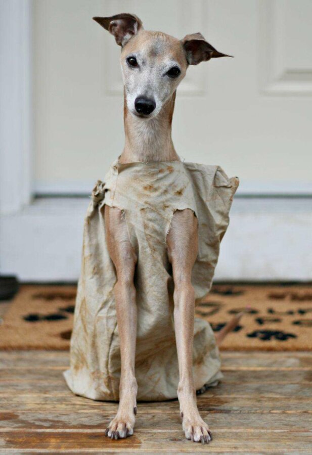 Halloween-Pet-Costumes костюмов на Хэллоуин для животных